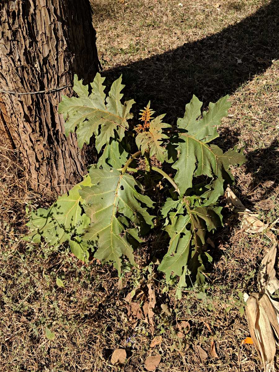Solanum chrysotrichum
