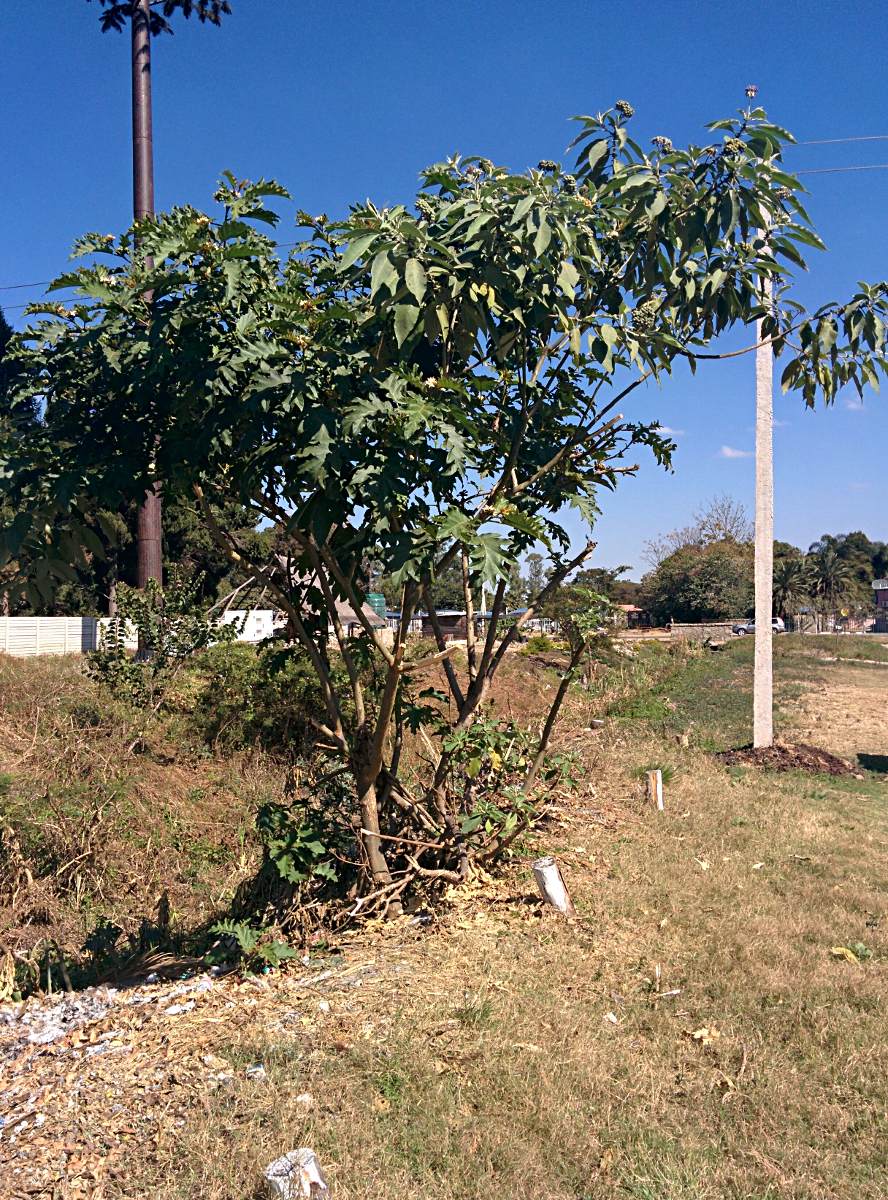 Solanum chrysotrichum