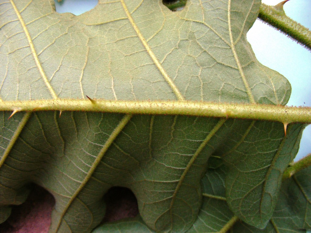 Solanum chrysotrichum