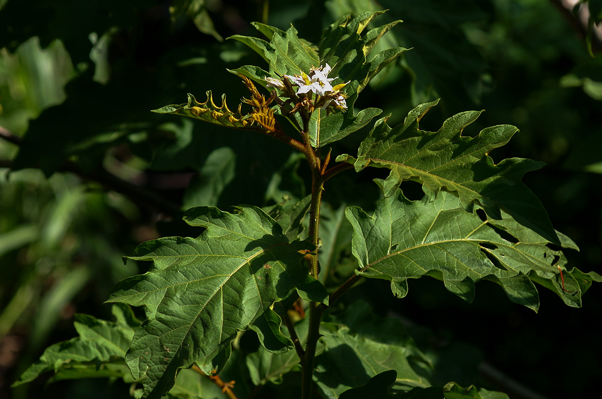 Solanum chrysotrichum