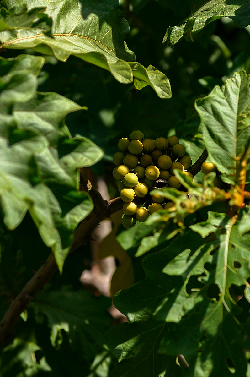 Solanum chrysotrichum