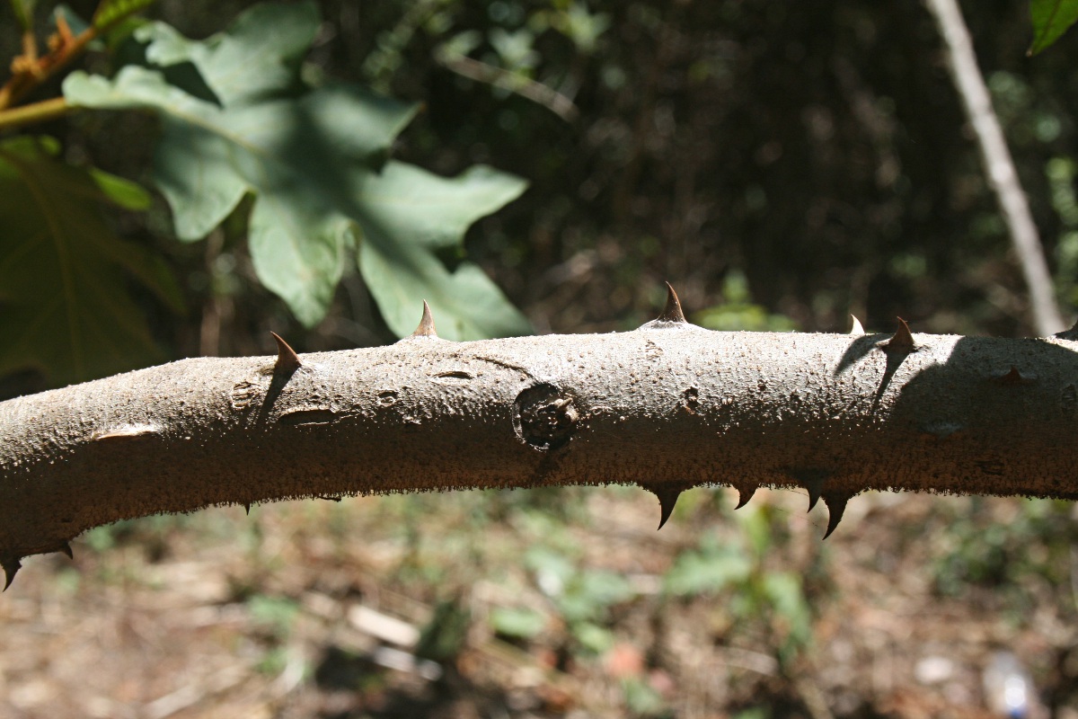 Solanum chrysotrichum