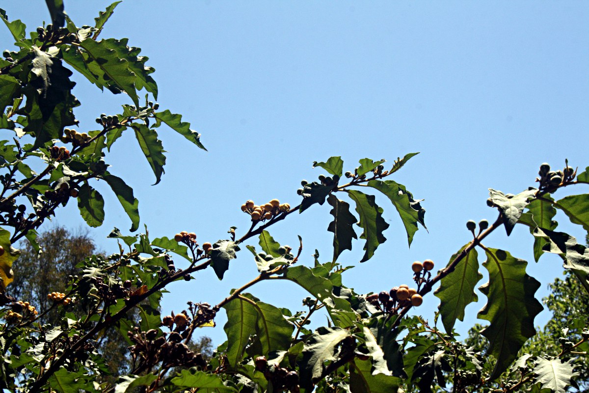 Solanum chrysotrichum