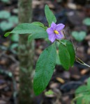 Solanum campylacanthum 'panduriforme type'