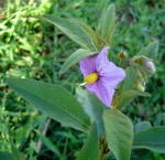 Solanum campylacanthum 'panduriforme type'