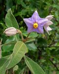 Solanum campylacanthum 'panduriforme type'