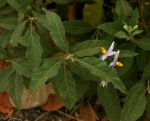 Solanum campylacanthum 'panduriforme type'