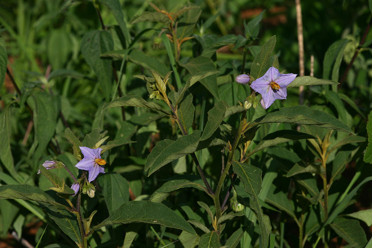 Solanum campylacanthum 'panduriforme type'
