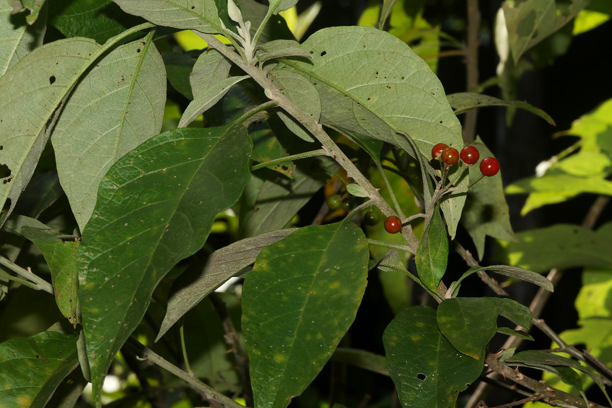 Solanum giganteum