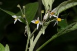 Solanum giganteum