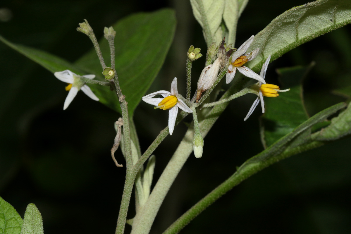 Solanum giganteum