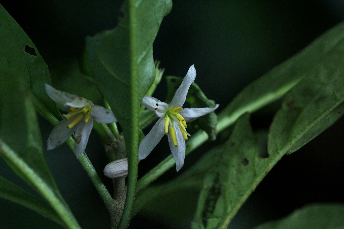Solanum goetzei Solanum goetzei