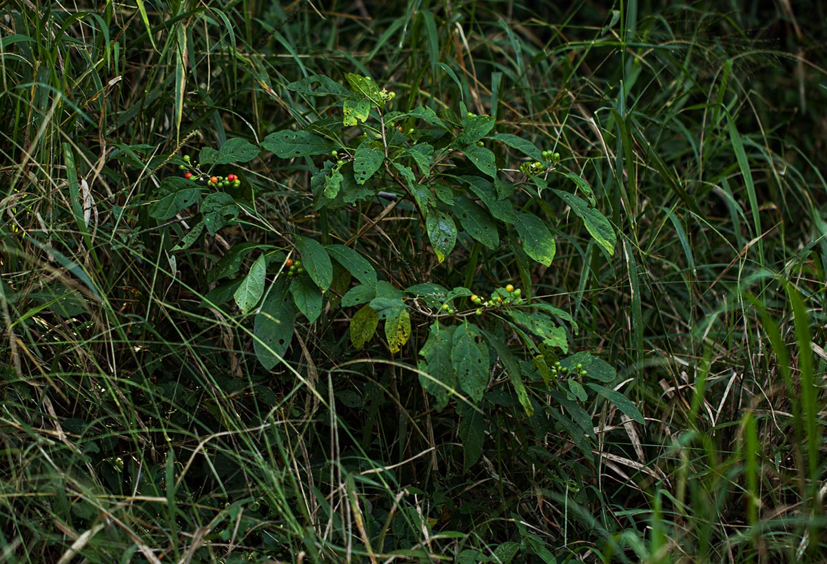 Solanum goetzei
