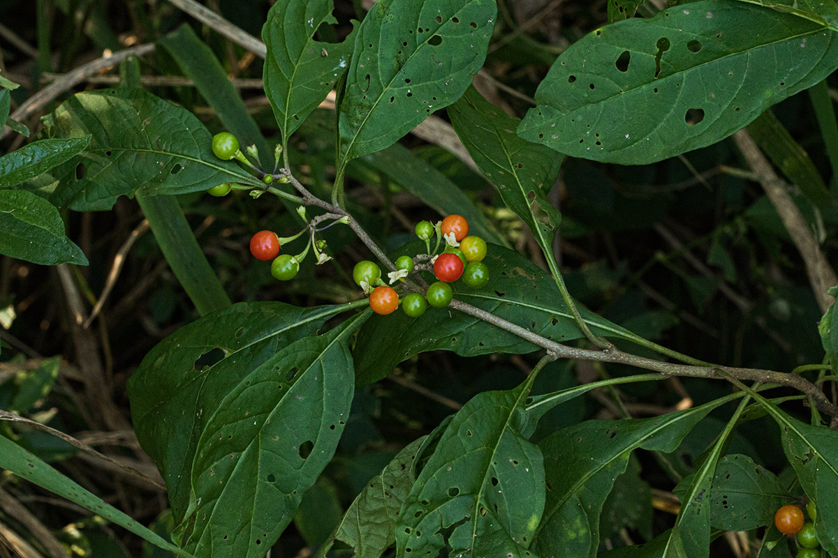 Solanum goetzei