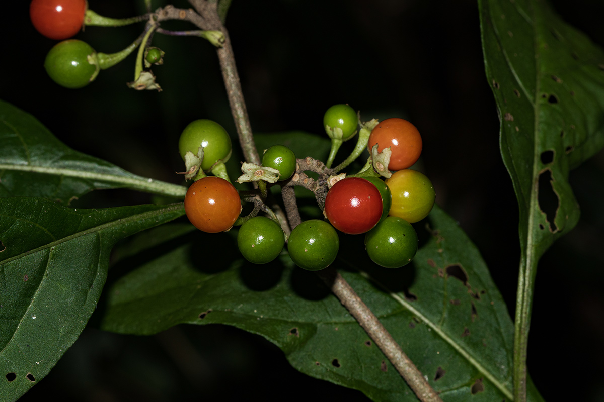 Solanum goetzei