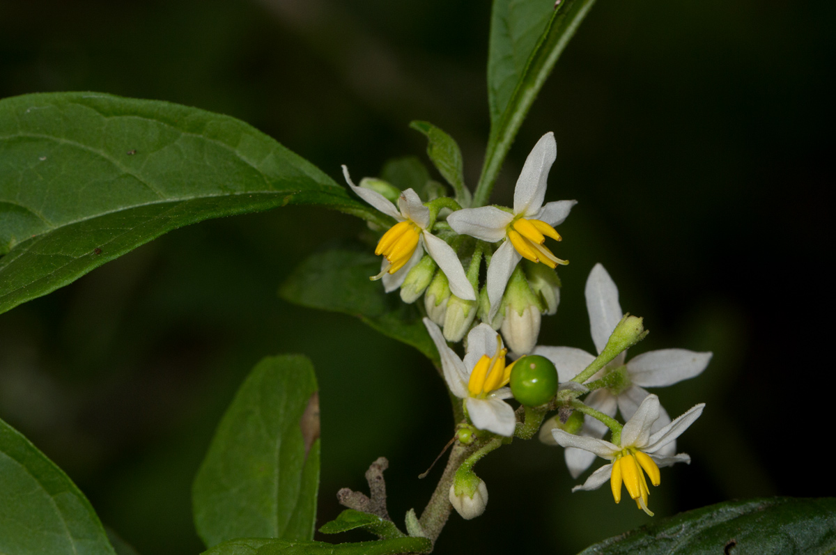 Solanum goetzei Solanum goetzei