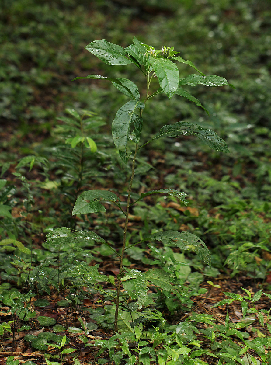 Solanum goetzei