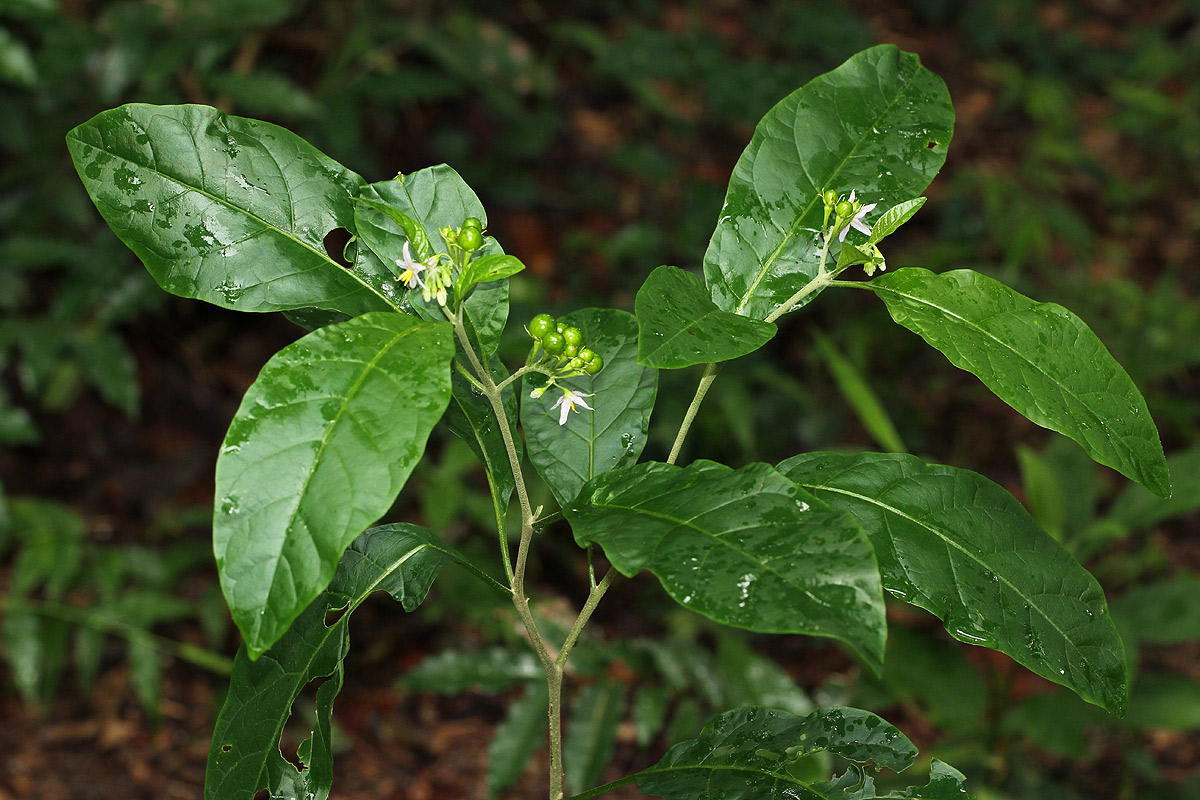 Solanum goetzei