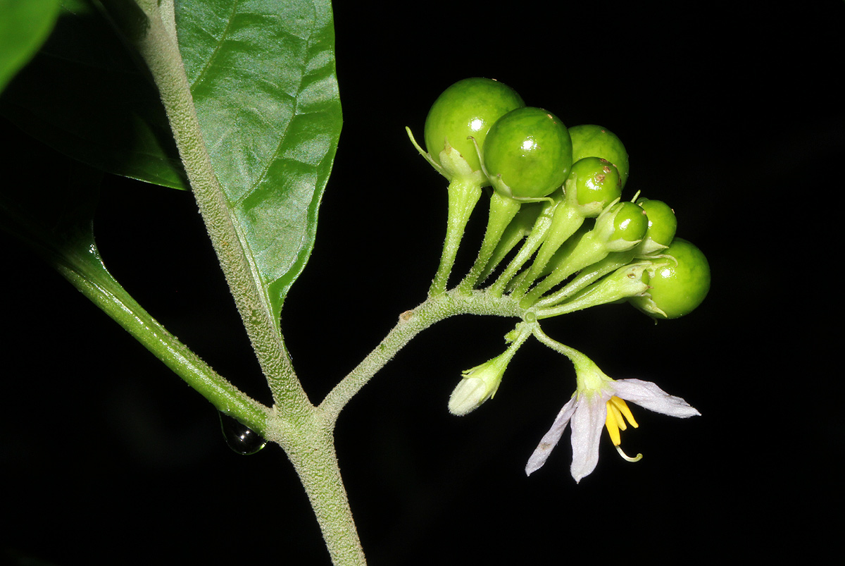 Solanum goetzei