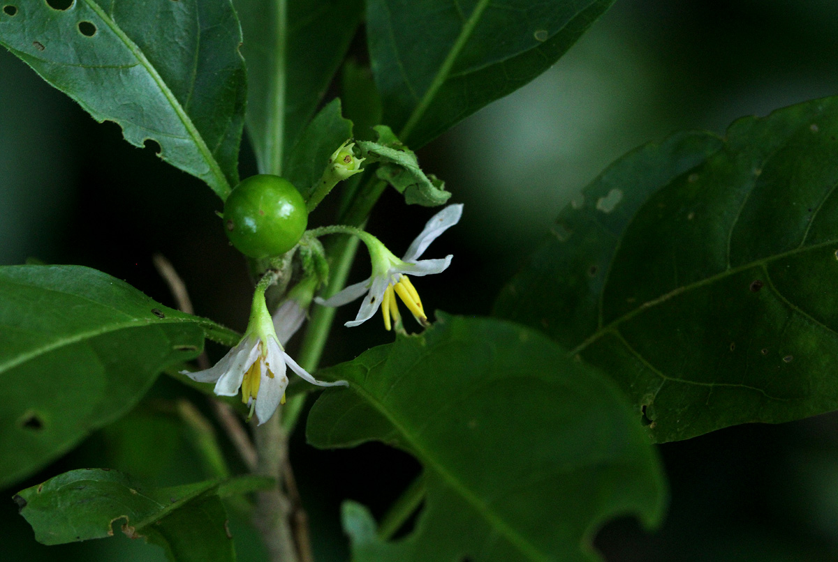 Solanum goetzei