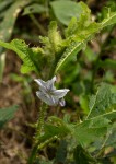 Solanum macrocarpon