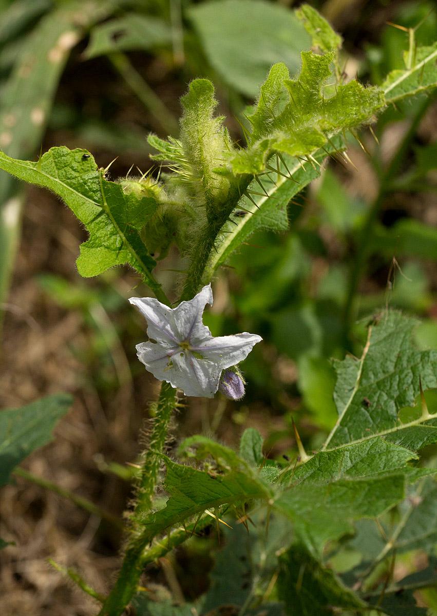 Solanum macrocarpon