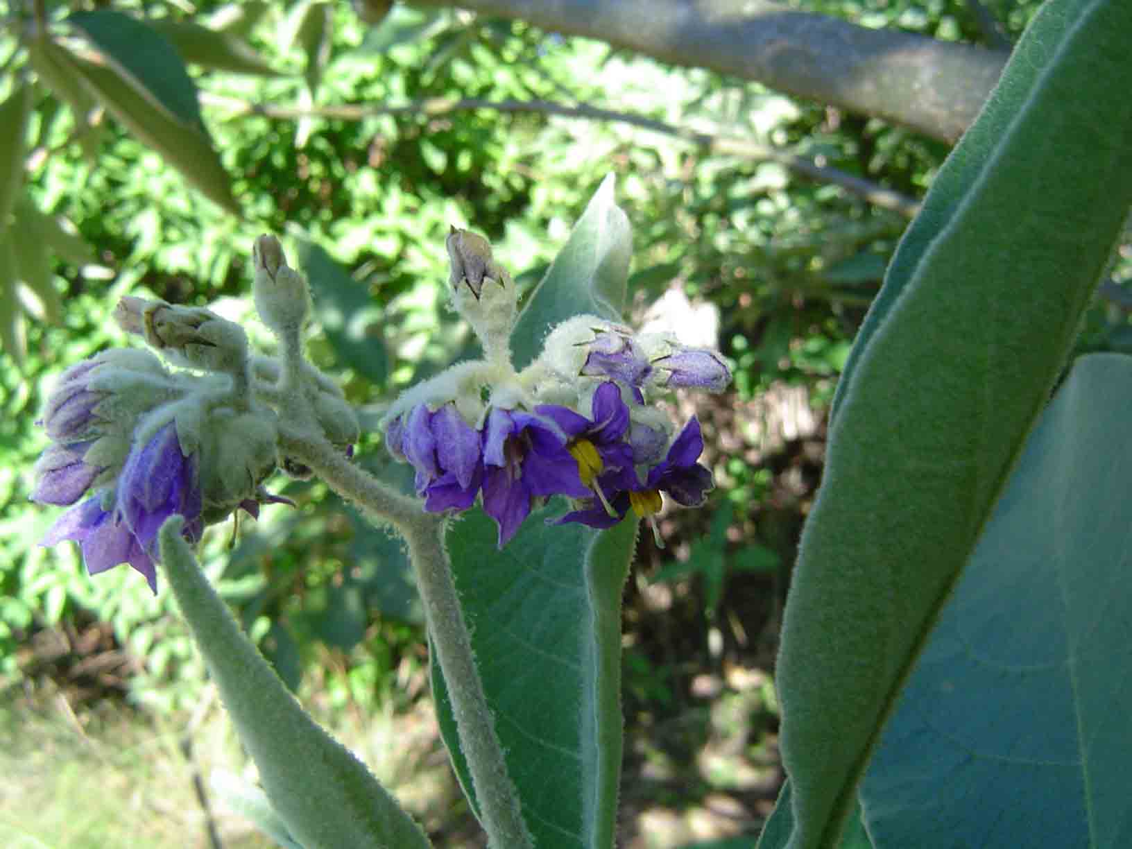 Solanum mauritianum