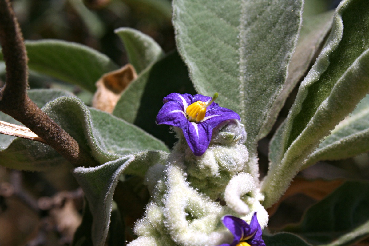 Solanum mauritianum Solanum mauritianum