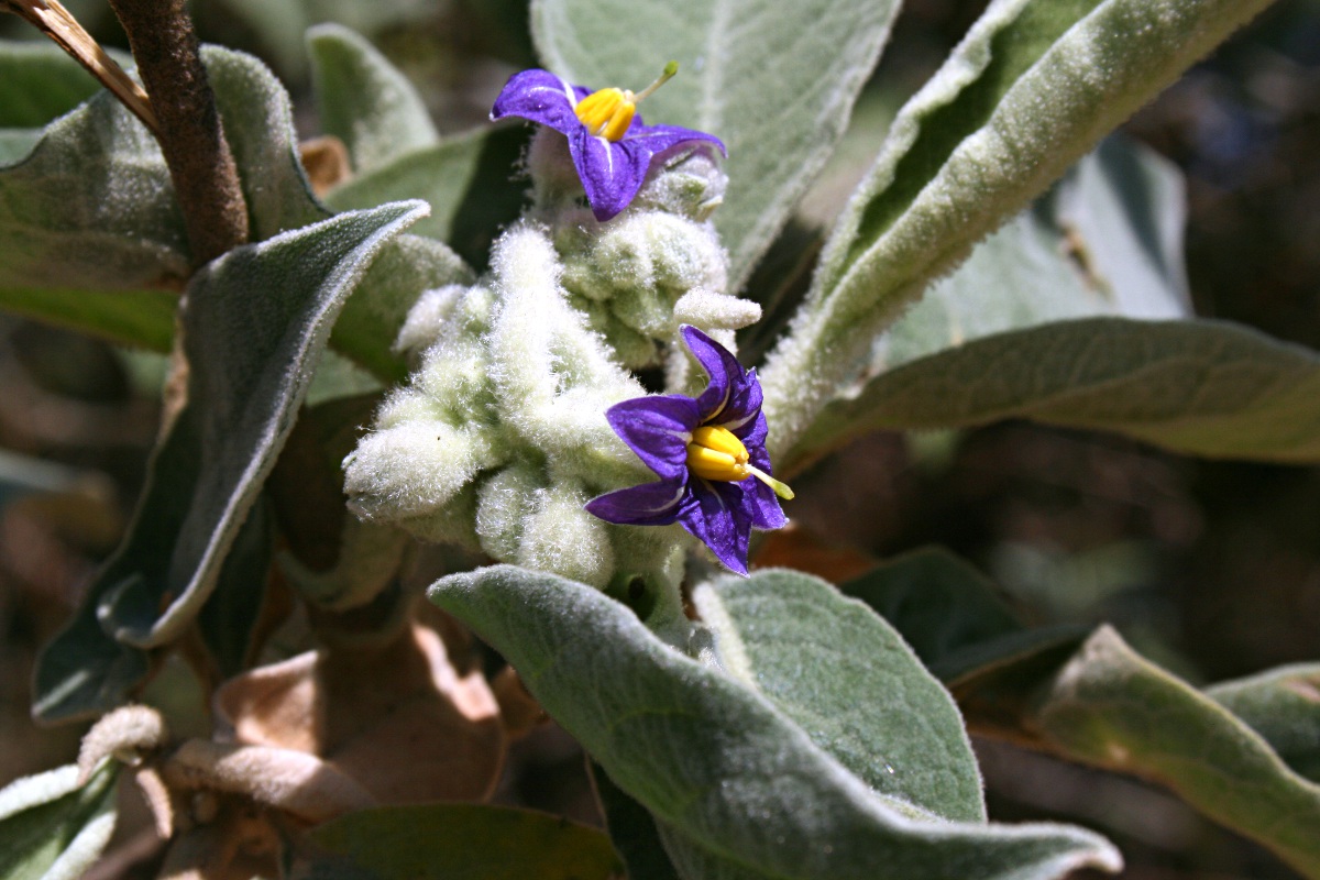 Solanum mauritianum