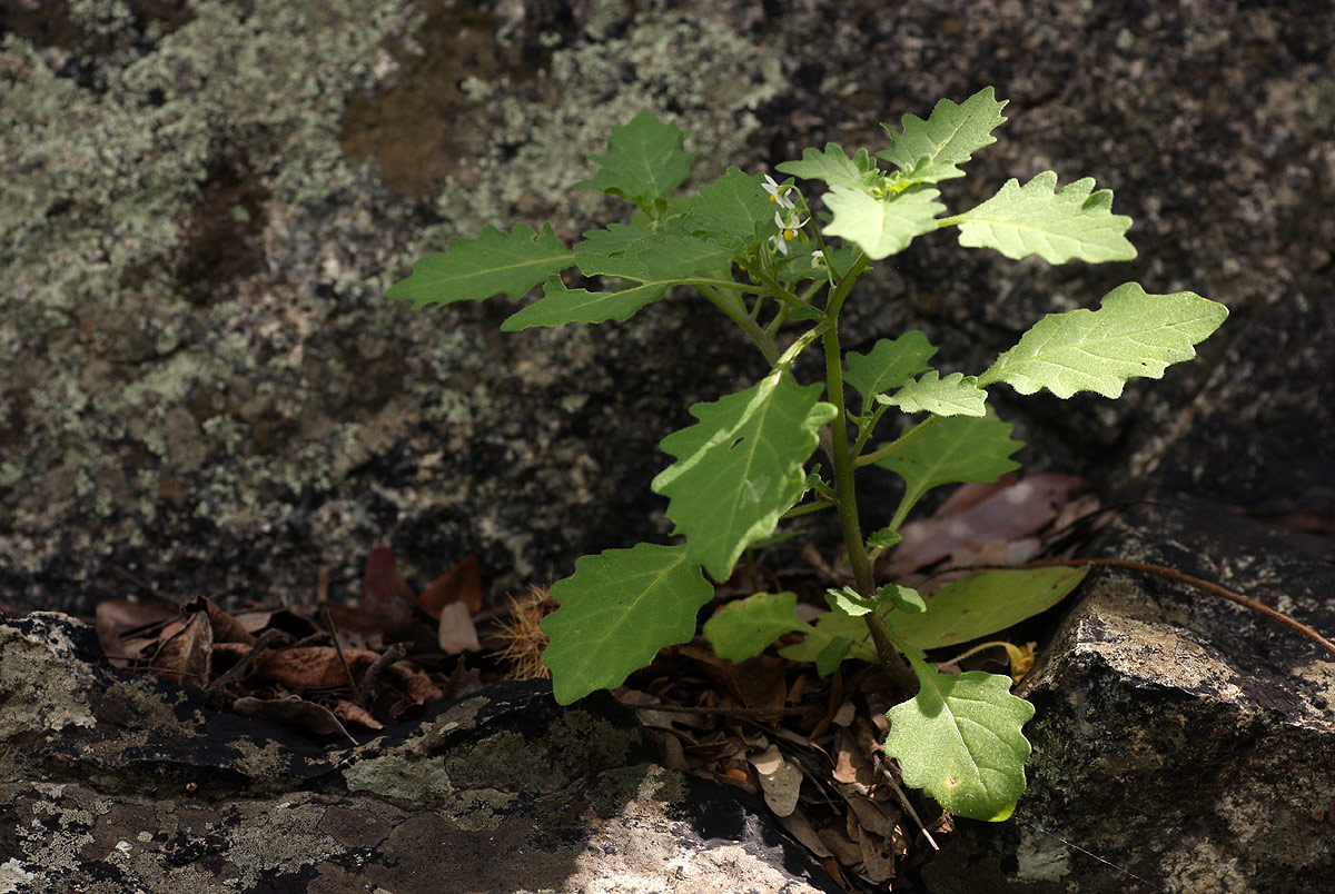 Solanum retroflexum