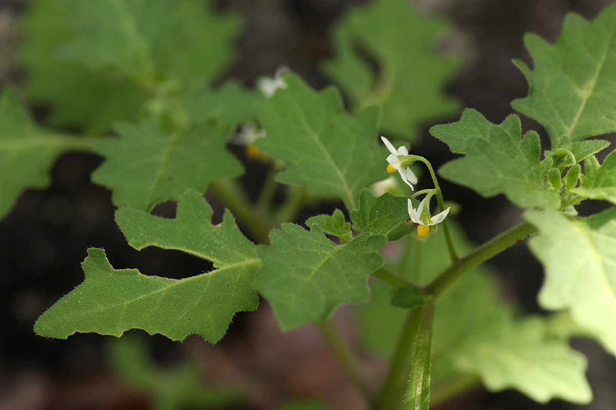 Solanum retroflexum