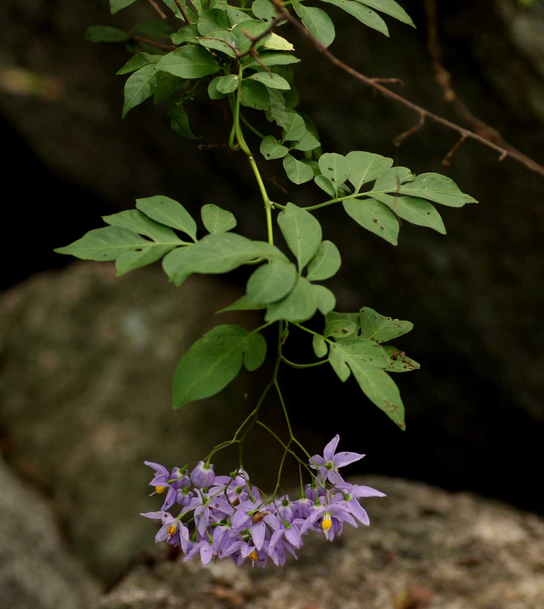Solanum seaforthianum