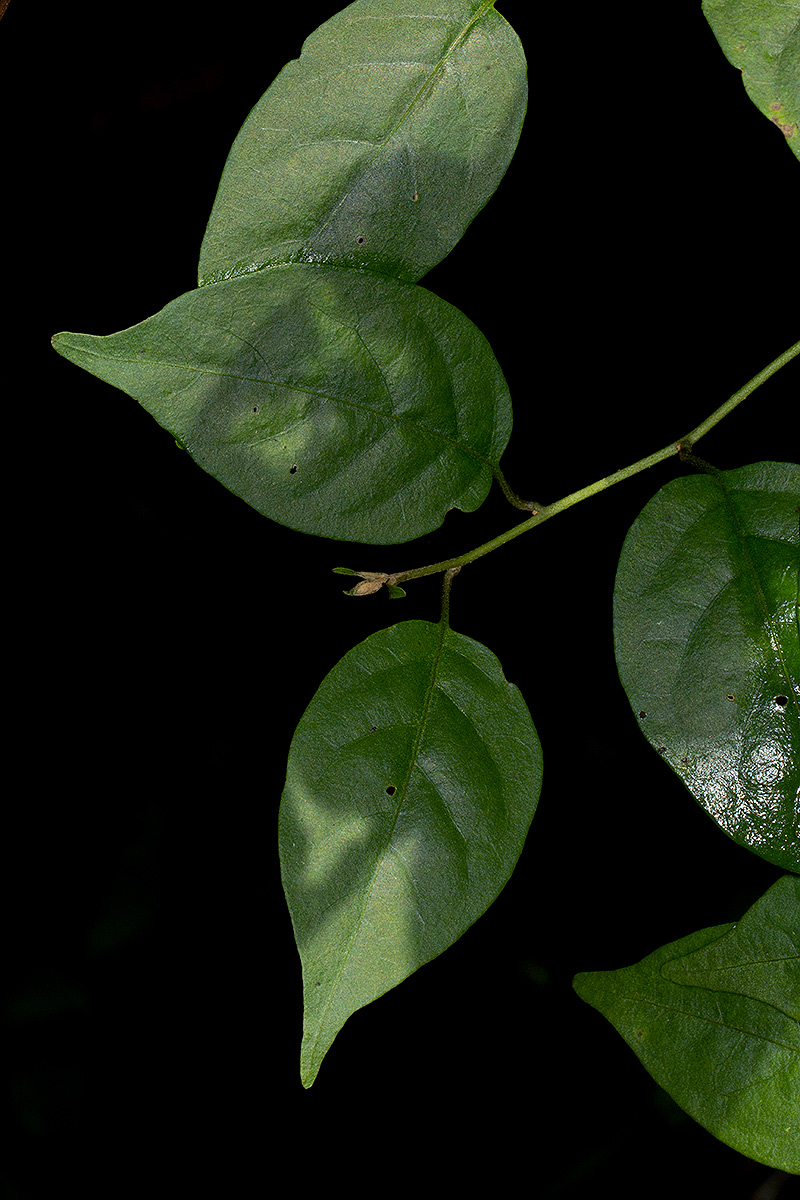 Solanum terminale Solanum terminale