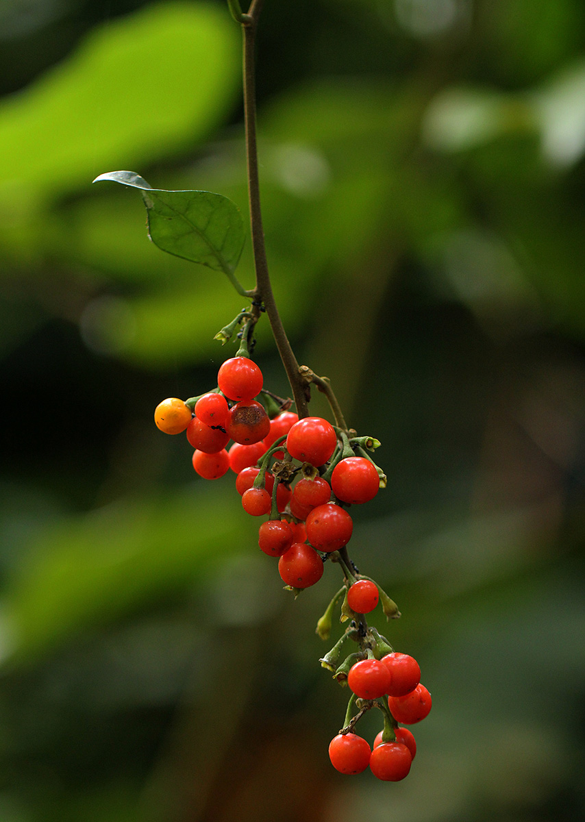 Solanum terminale Solanum terminale