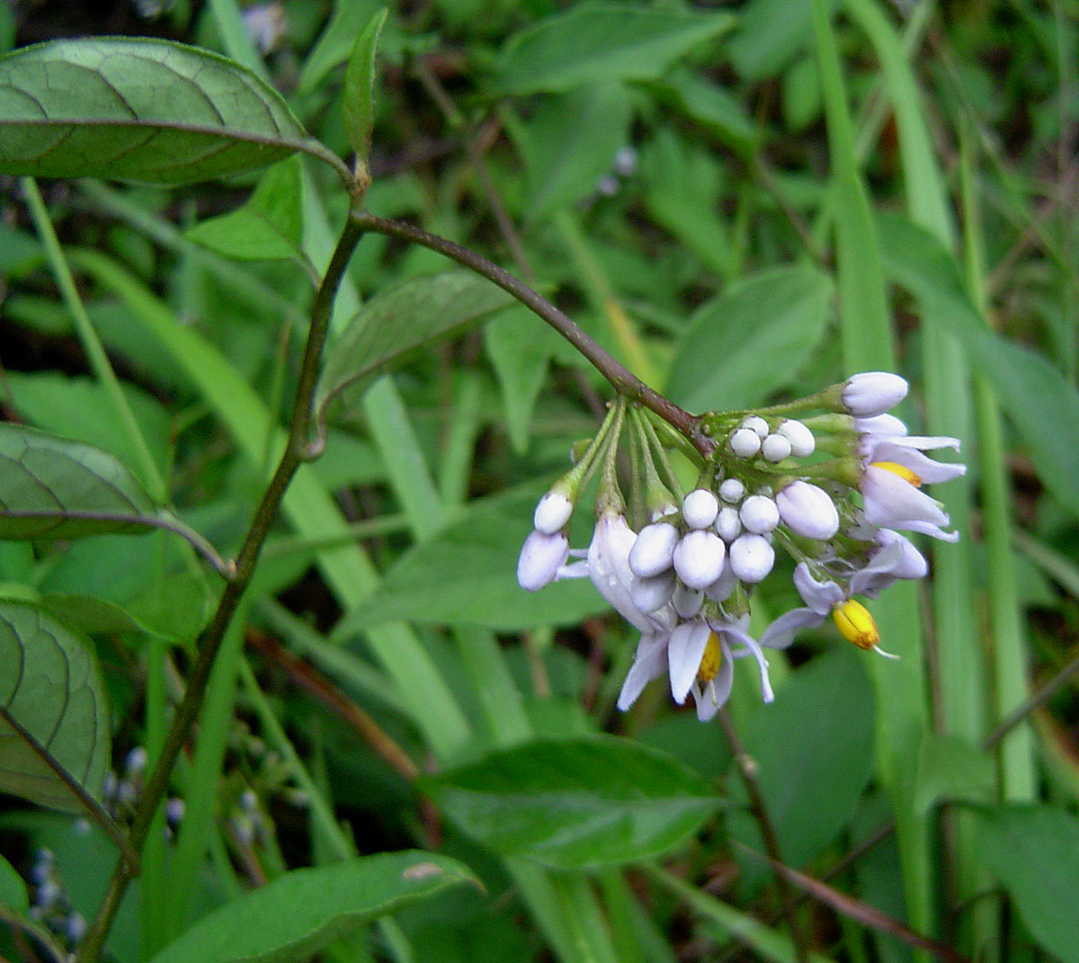 Solanum terminale Solanum terminale