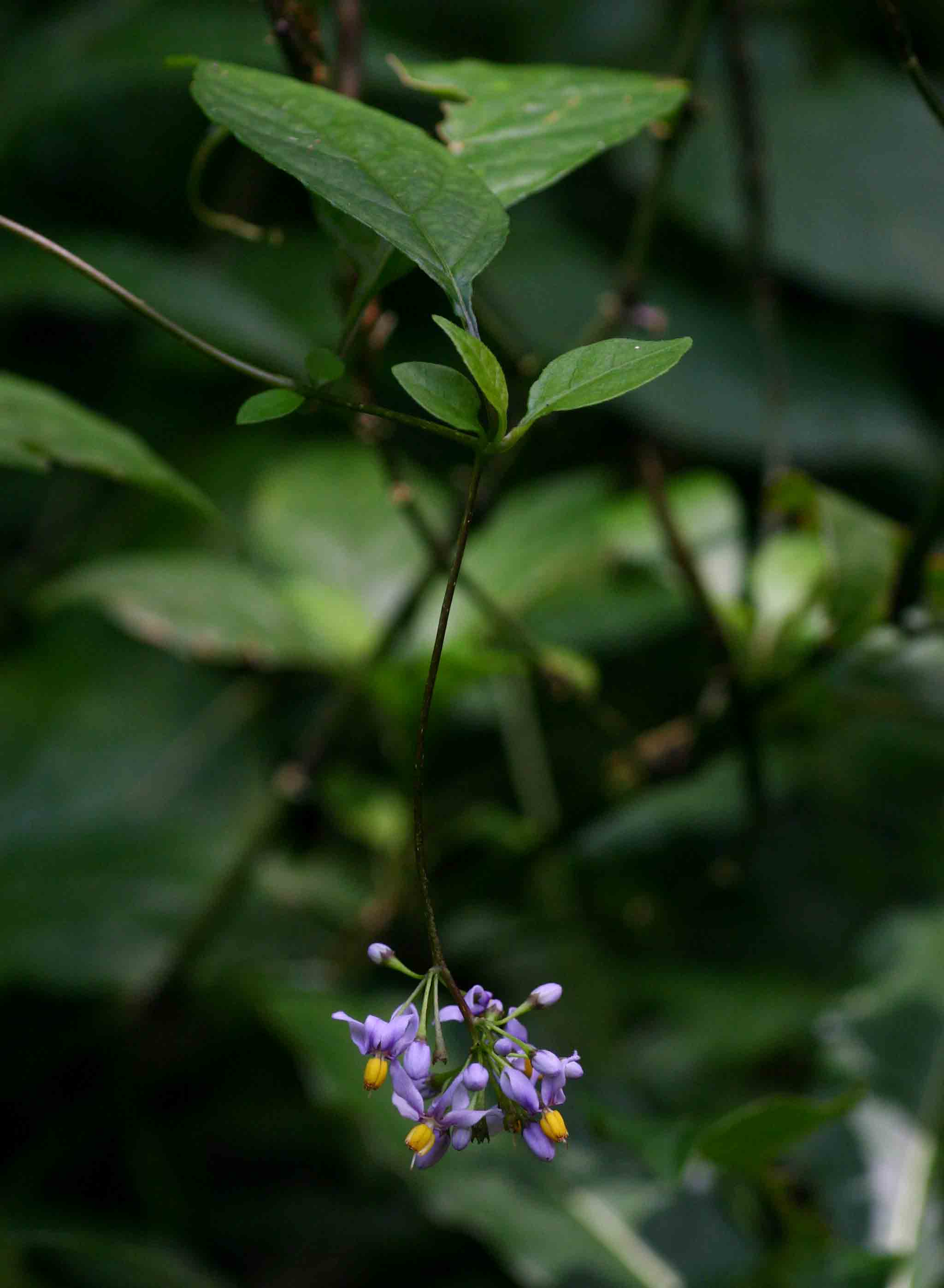 Solanum terminale