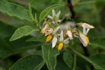 Solanum tettense var. tettense