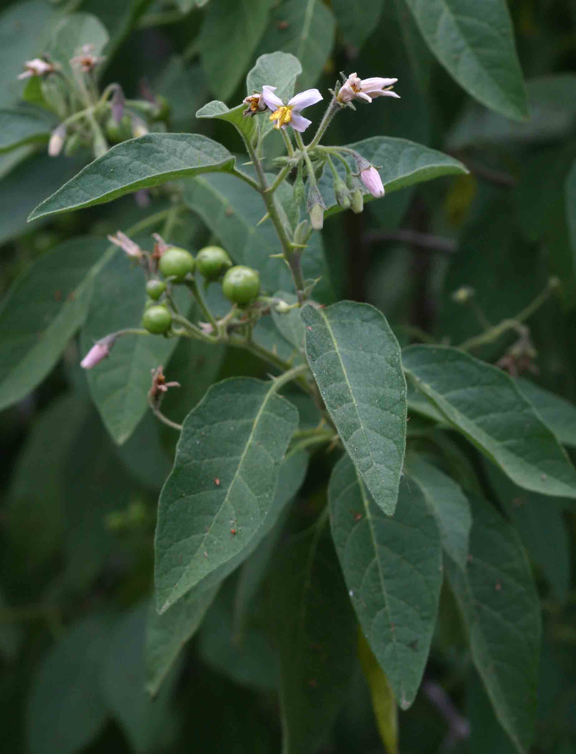 Solanum tettense var. tettense