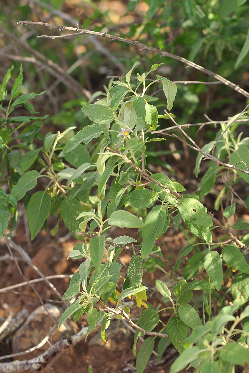 Solanum tettense var. tettense