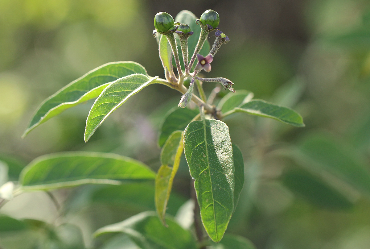 Solanum tettense var. tettense Solanum tettense var. tettense