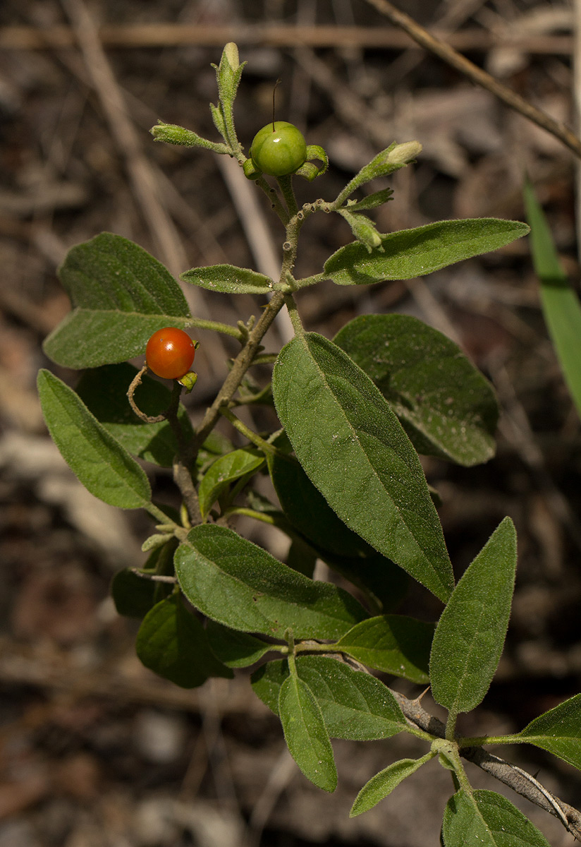 Solanum tettense var. renschii Solanum tettense var. renschii