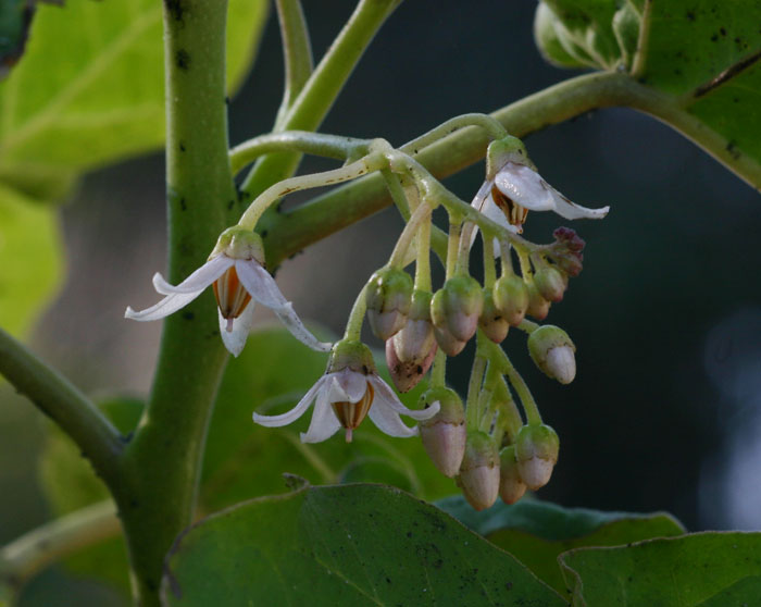 Solanum betaceum