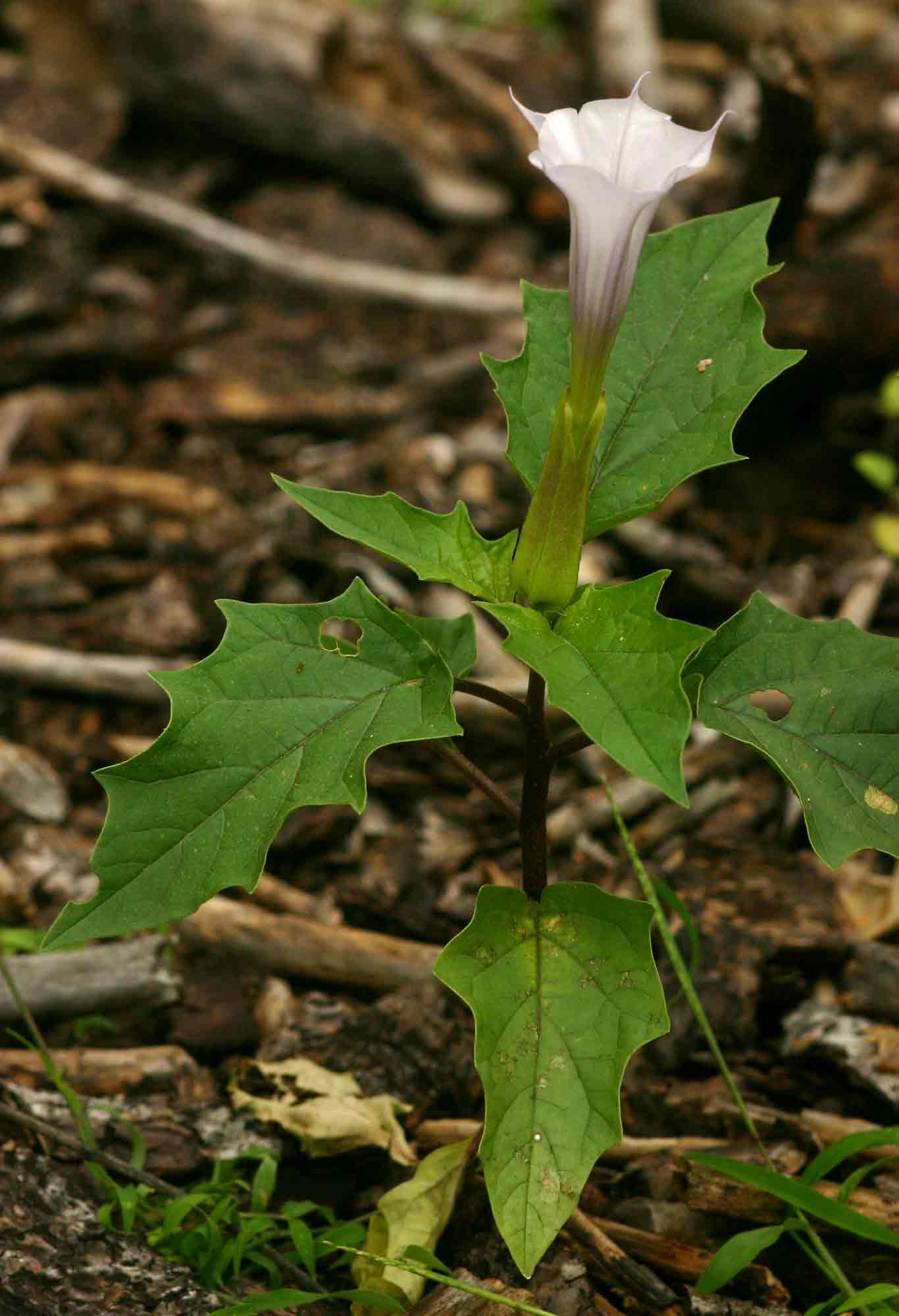 Datura stramonium Datura stramonium