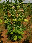 Nicotiana tabacum