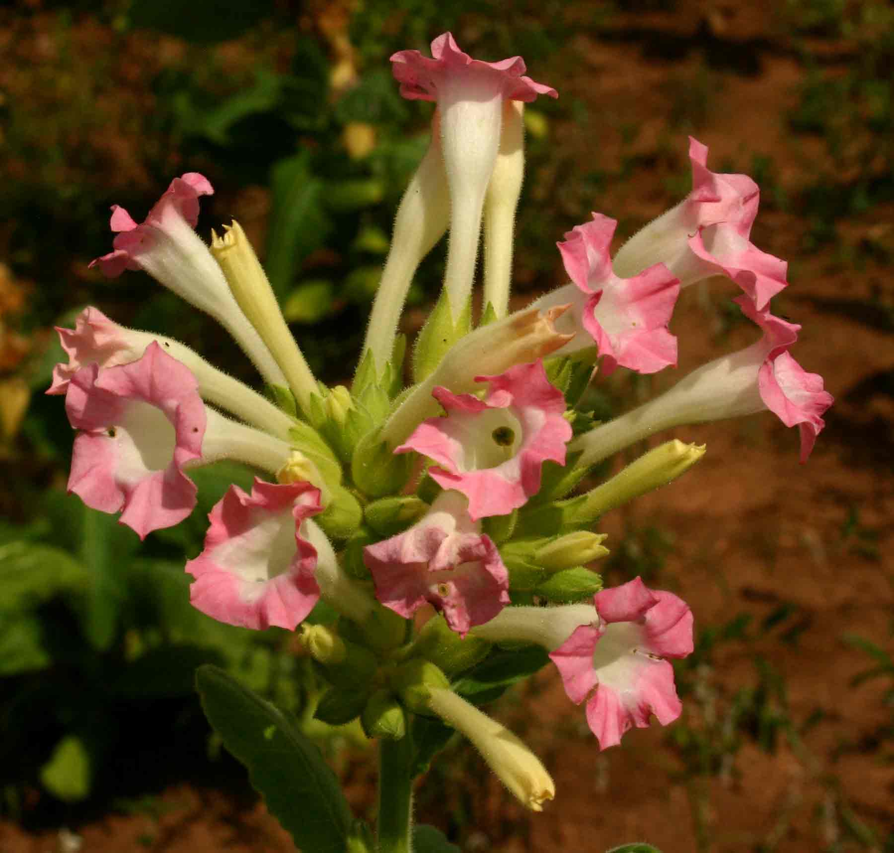 Nicotiana tabacum