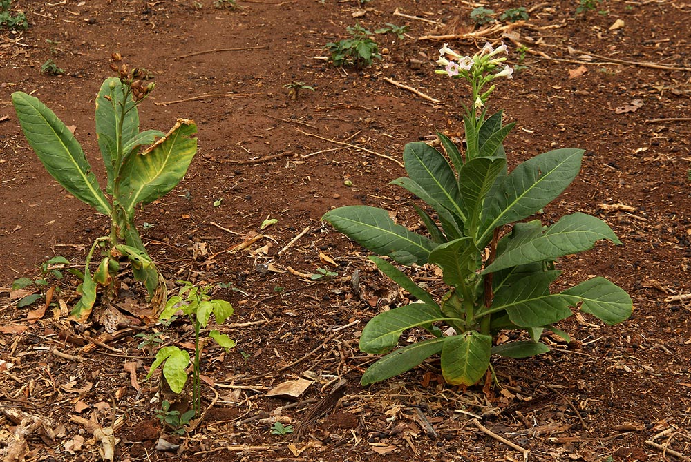 Nicotiana tabacum
