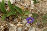 Aptosimum decumbens