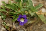 Aptosimum decumbens
