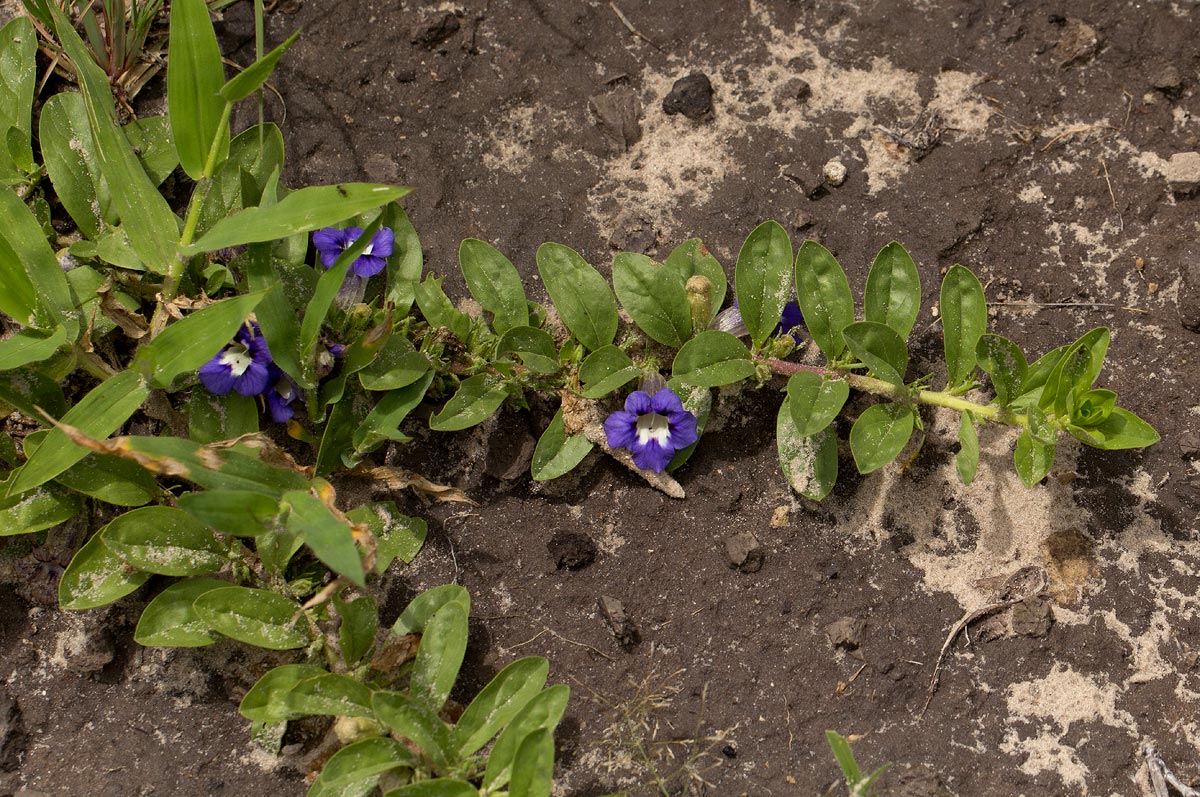 Aptosimum decumbens Aptosimum decumbens