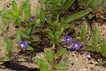 Aptosimum decumbens